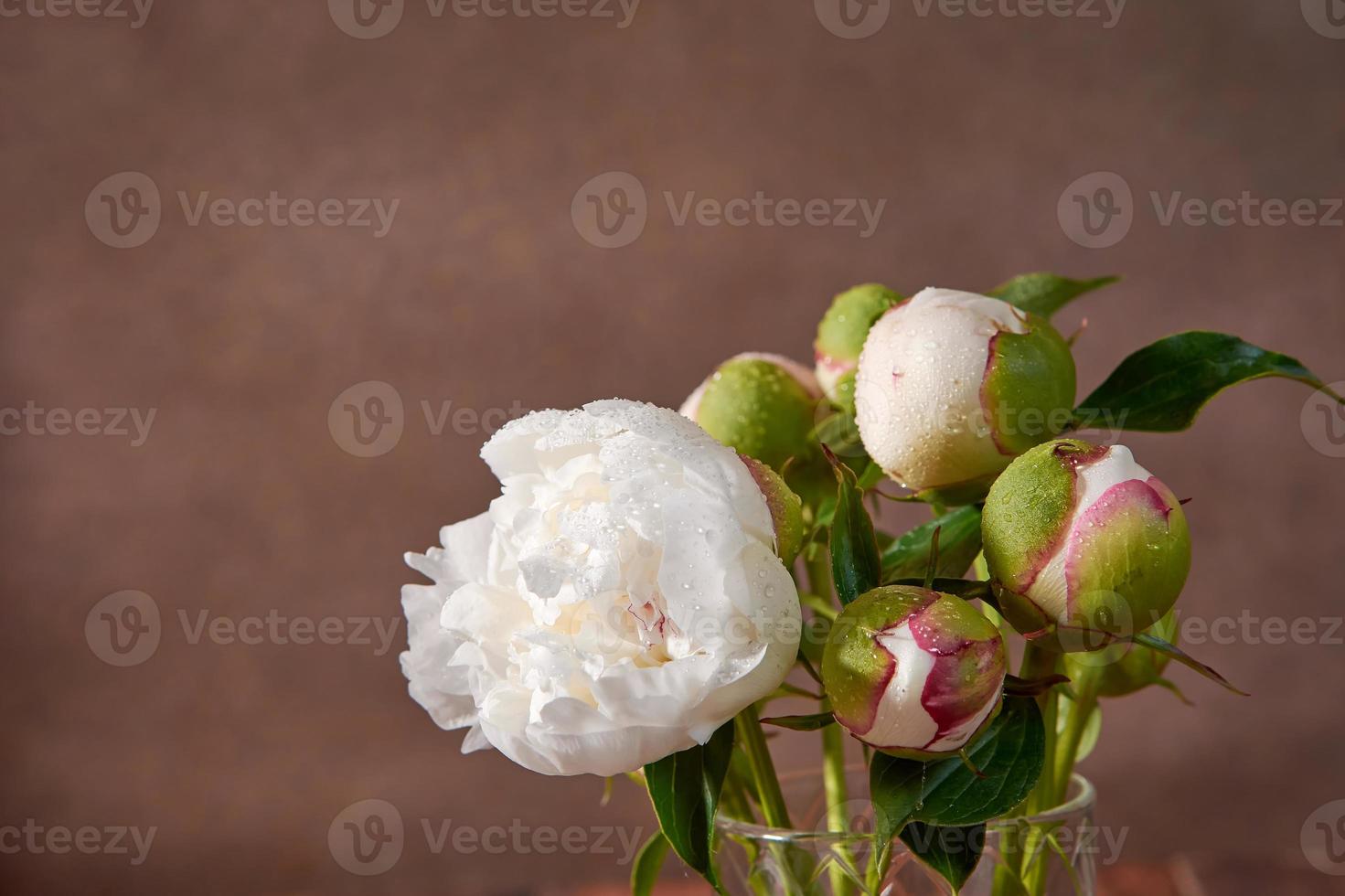 Beautiful still life with white peonies on a dark background. A delicate romantic bouquet for a wedding, holiday, anniversary. A picture for a postcard. photo