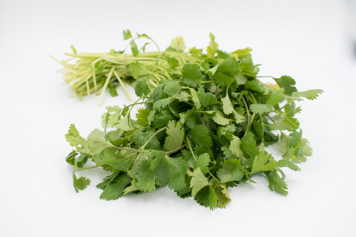 Fresh Cilantro Bunch photo