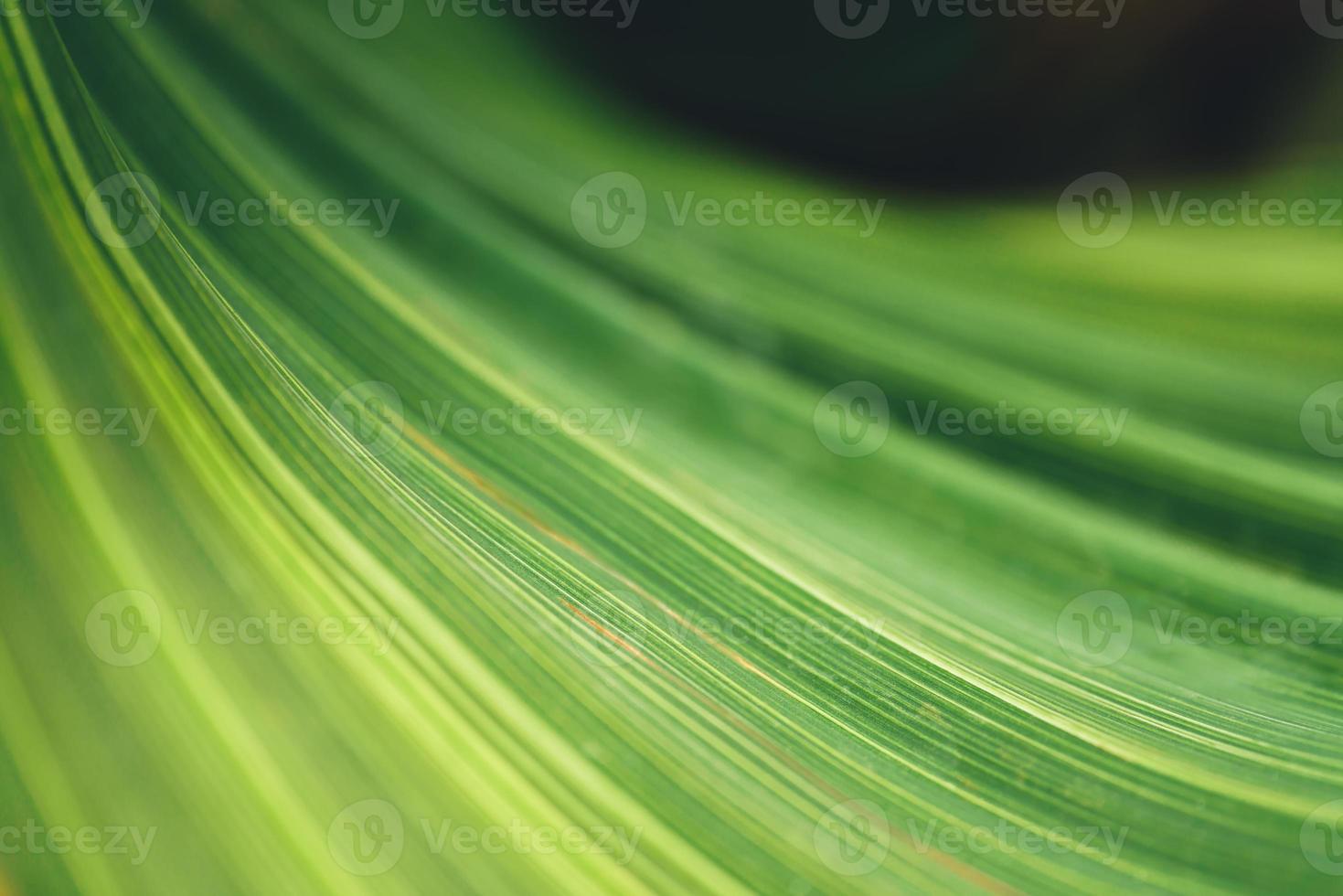 Abstract nature green blurred background nature leaf with copy space using as background wallpaper page concept. photo