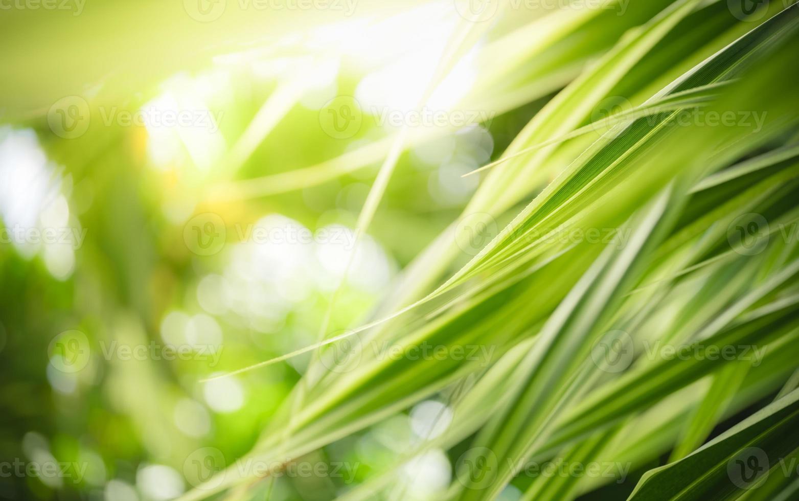 Abstract nature green blurred background nature leaf on greenery background in garden with copy space using as background wallpaper page concept. photo