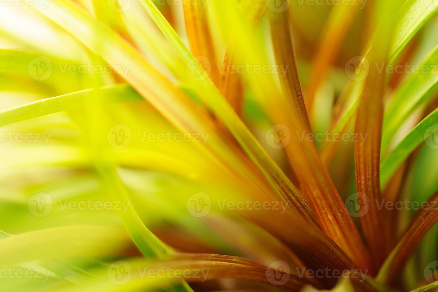 Abstract nature red and green blurred nature leaf on greenery background in garden with copy space using as background wallpaper page concept. photo