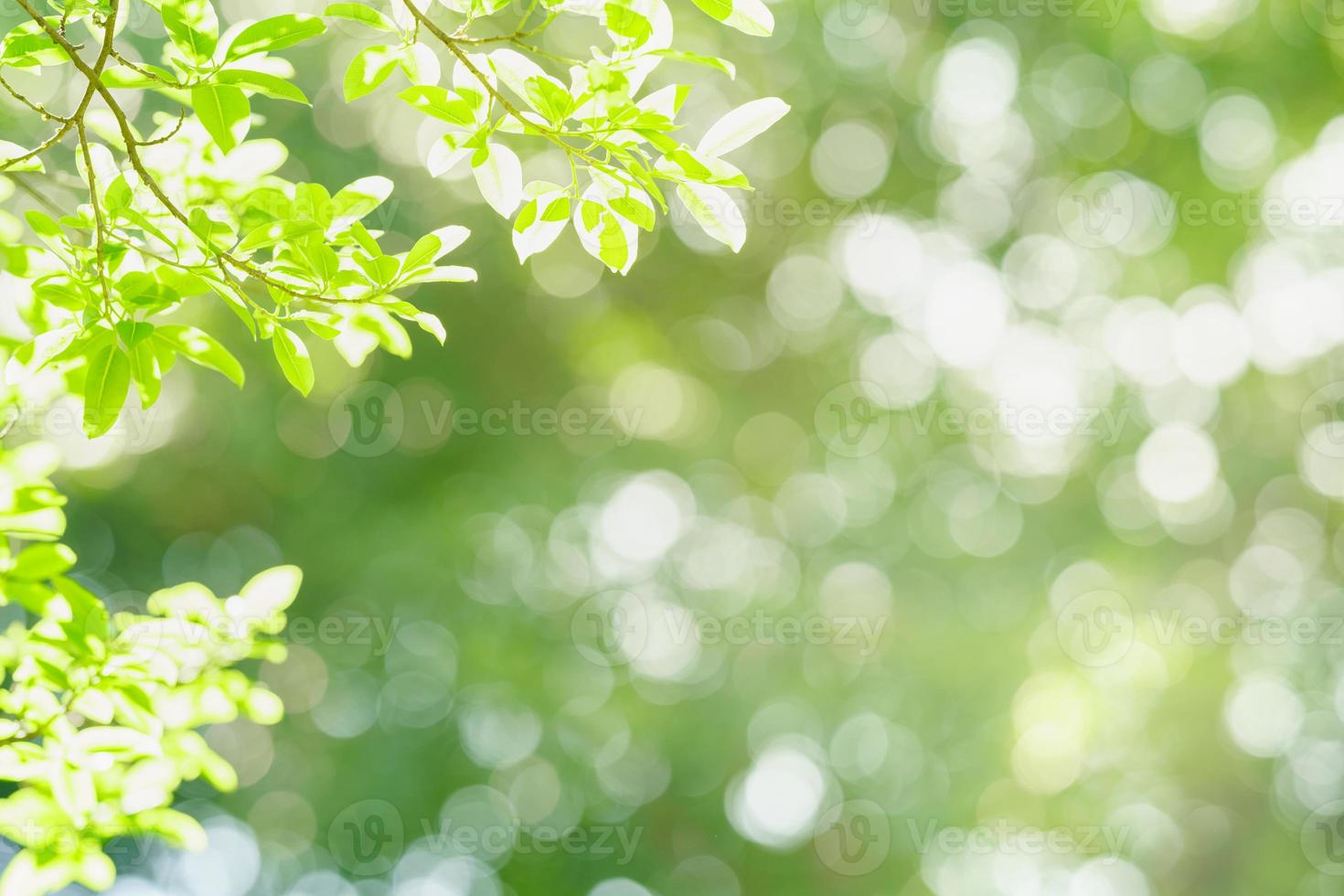 primer plano de la hermosa vista de la naturaleza hoja verde sobre fondo verde borroso en el jardín con espacio de copia utilizando como concepto de página de portada de fondo. foto