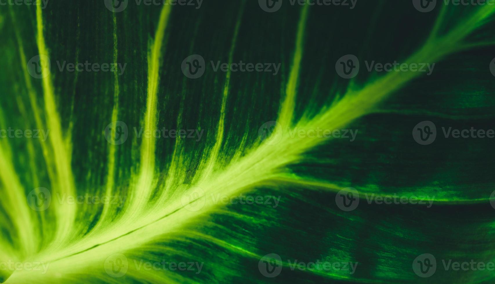 Abstract nature green blurred background nature leaf on greenery background in garden with copy space using as background wallpaper page concept. photo