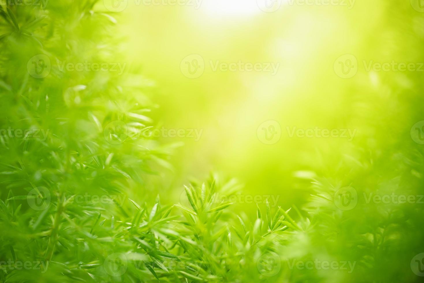 Closeup of beautiful nature view green leaf on blurred greenery background in garden with copy space using as background cover page concept. photo