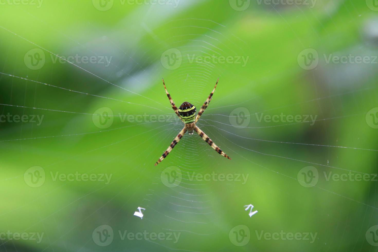 Saint Andrew's Cross Spider on its web photo