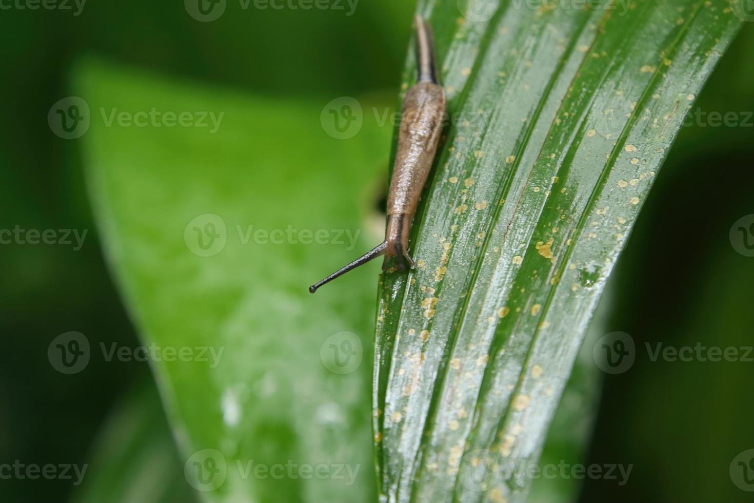 Yellow shelled semi slug feeding on a leaf photo