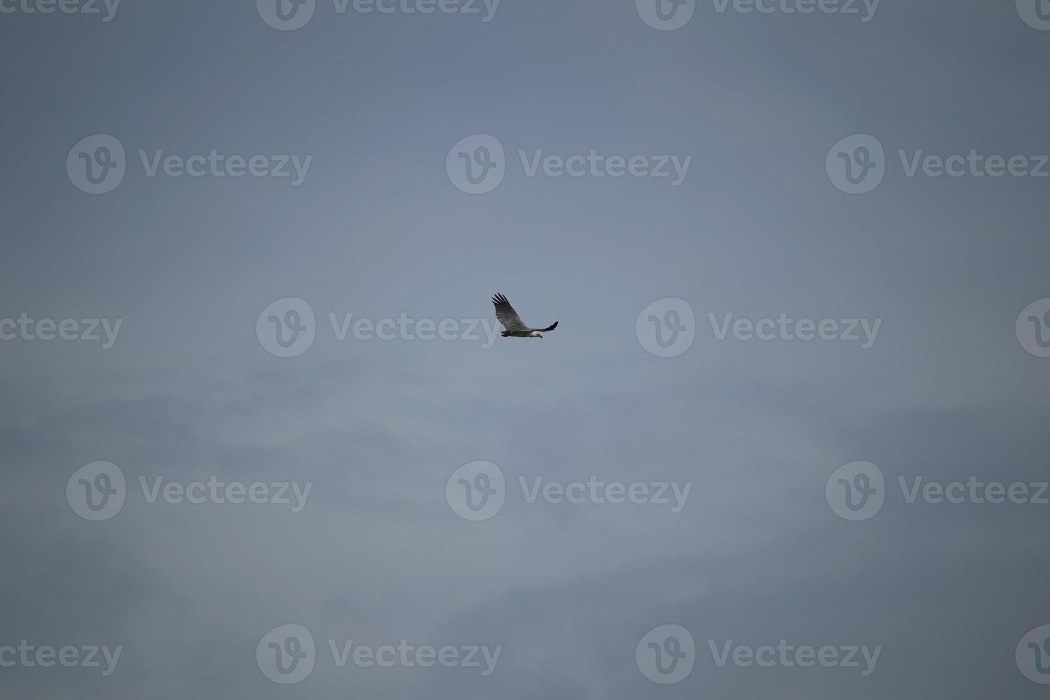 White bellied sea eagle soaring in the air photo