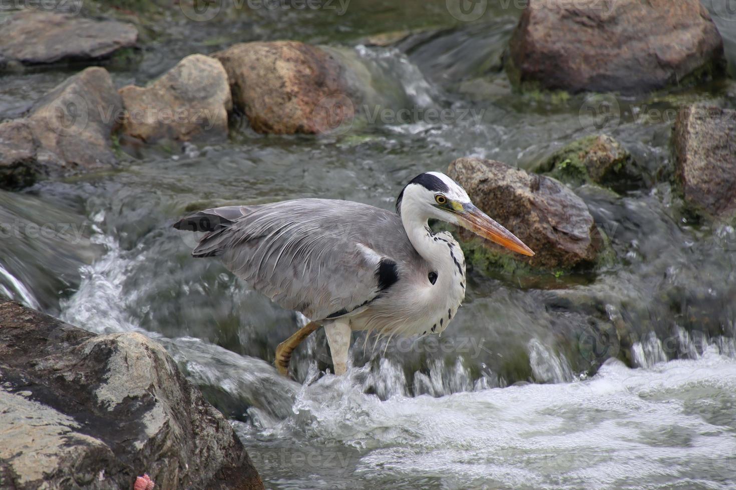 Grey Heron in a park photo