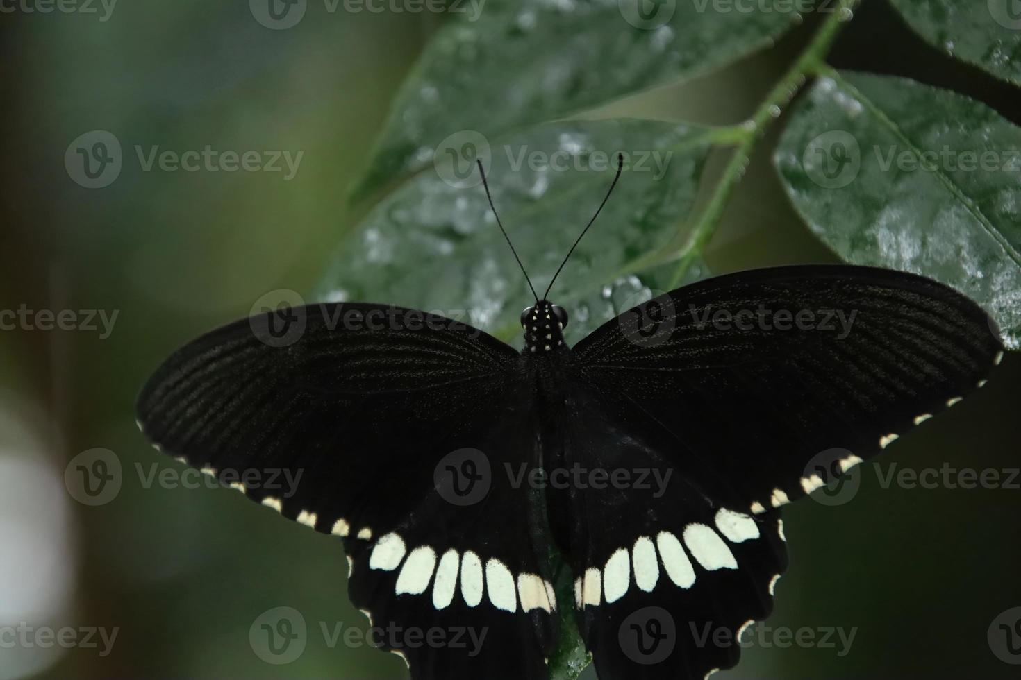 Common Mormon Swallowtail Butterfly resting on a leaf under the shade photo