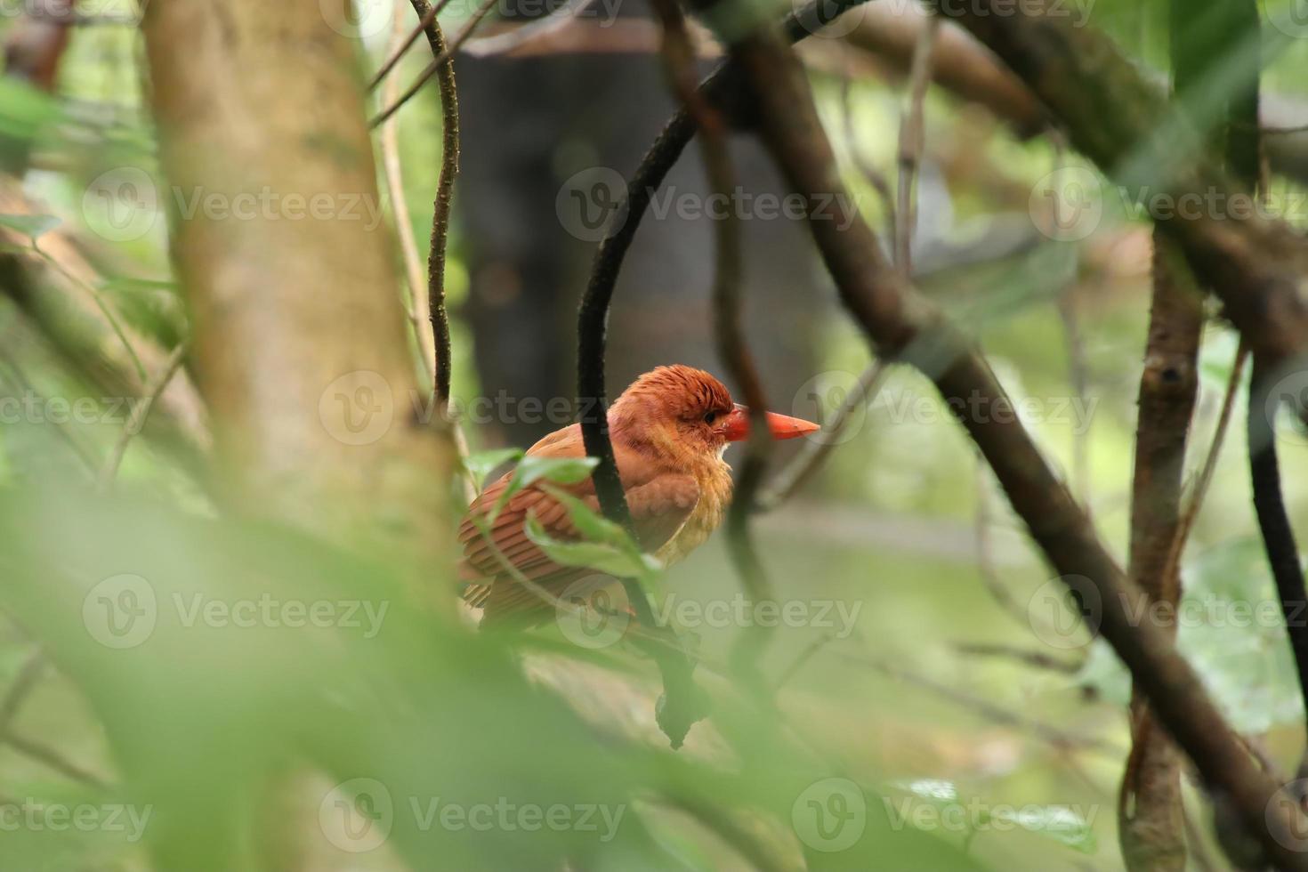 Ruddy kingfisher on a tree branch in a mangrove photo