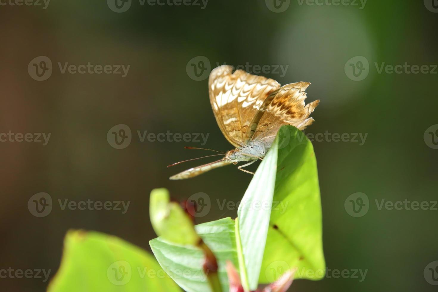 Knight Butterfly sun bathing with wings spread out photo