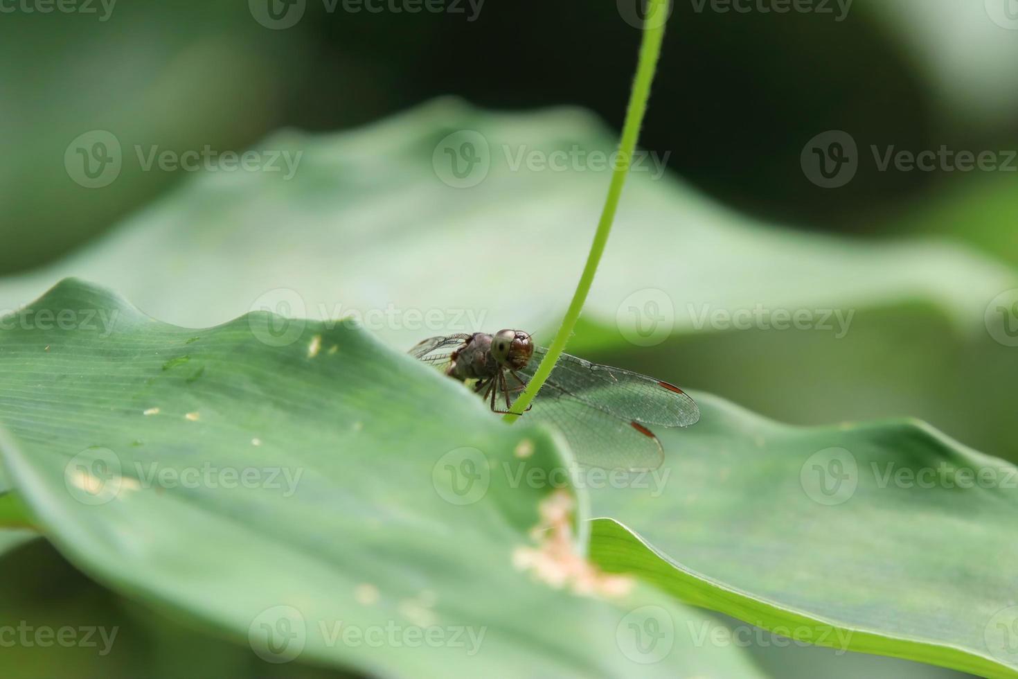 Common Parasol perching on the edge of a leaf stem photo