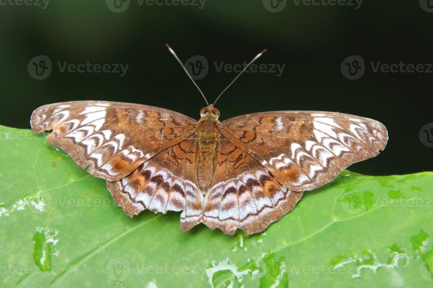 mariposa caballero tomando el sol con las alas extendidas foto