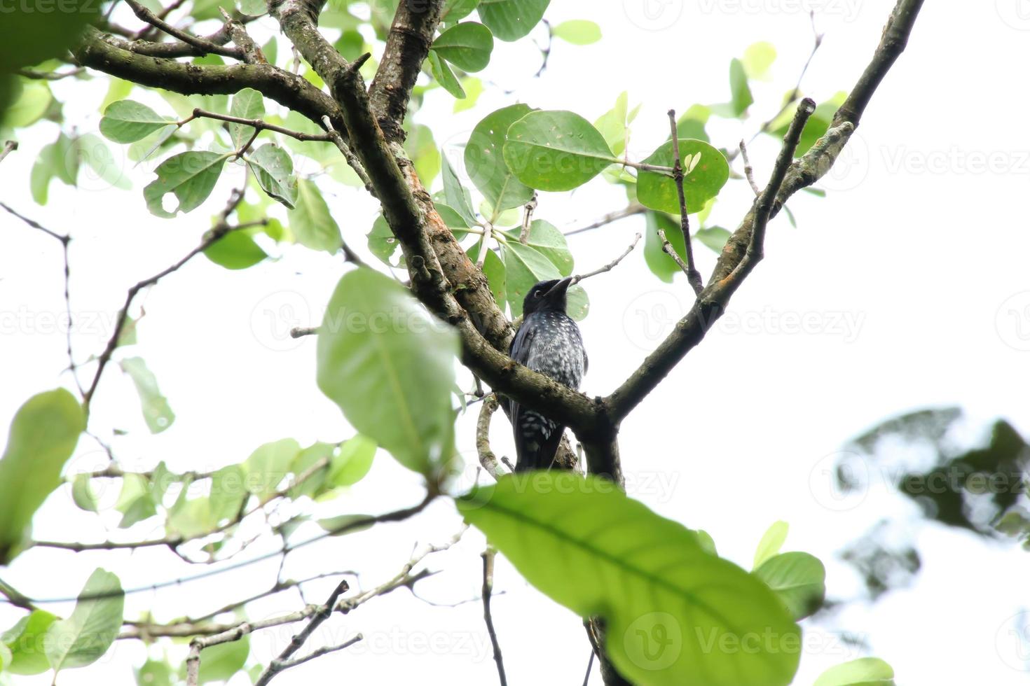 Crow Billed Drongo up on the tree tops under the sun photo
