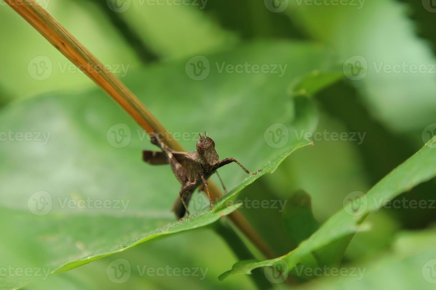 Monkey grasshopper brown on a leaf facing the camera photo