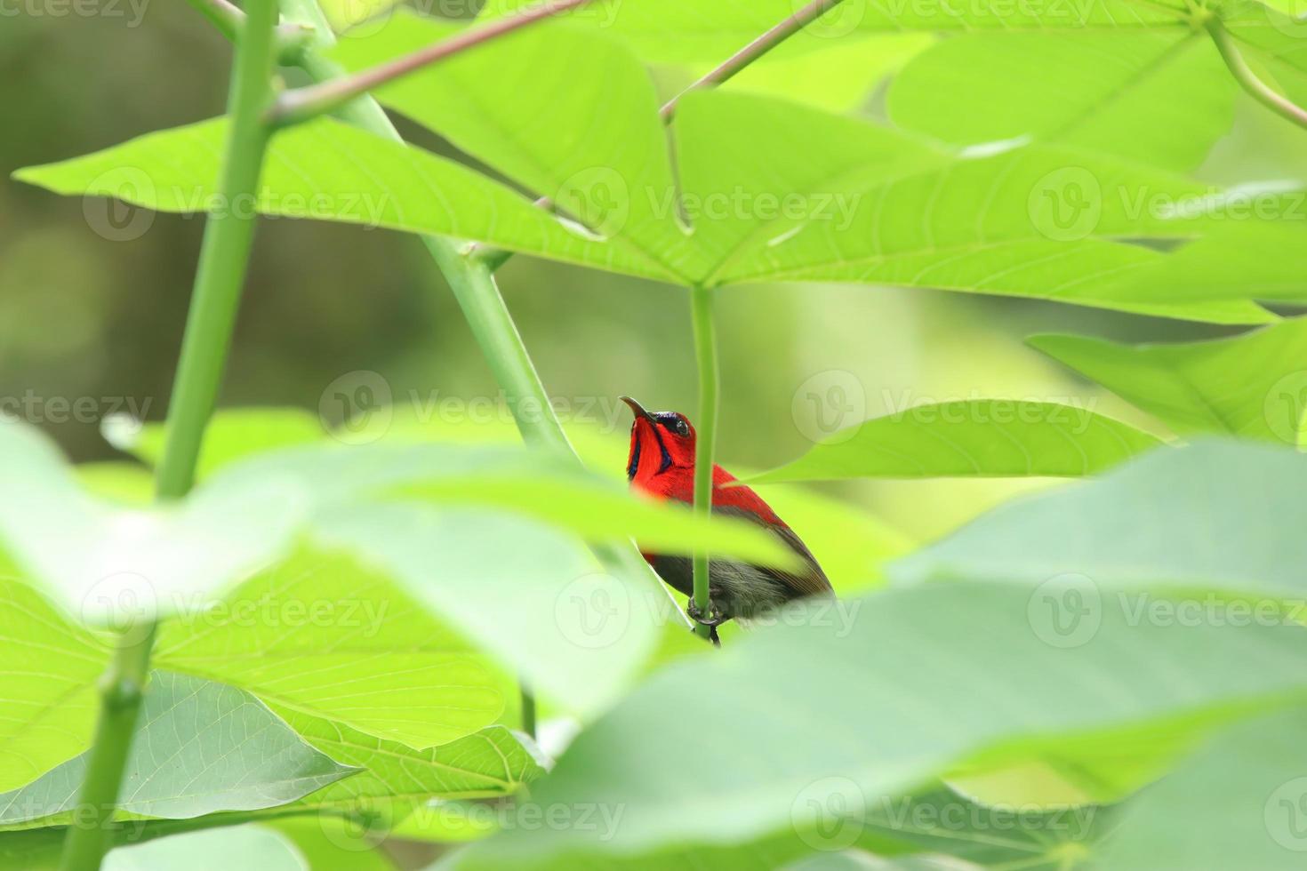 sunbird carmesí detrás de las hojas bajo la luz del sol foto