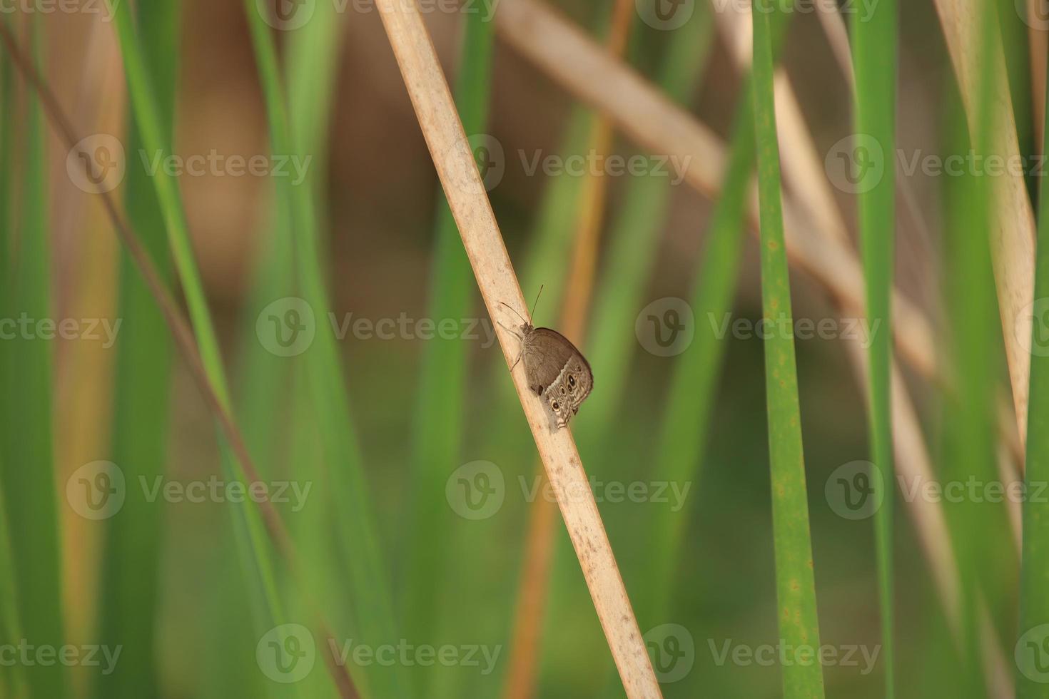 insectos que viven en un manglar de reserva de parque natural foto