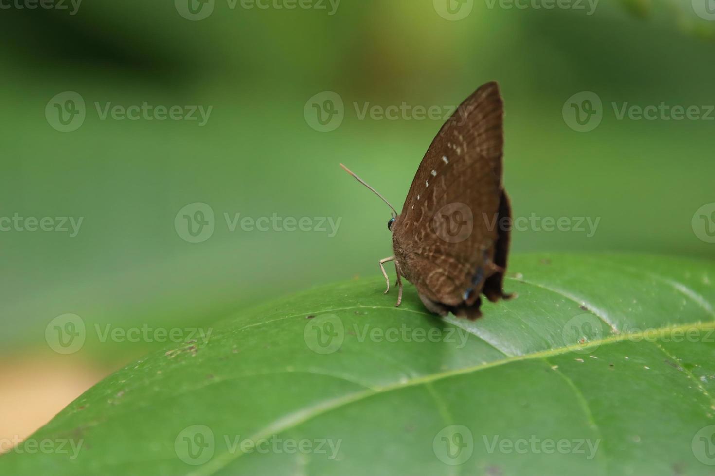 Centaur Oakblue butterfly on a leaf photo