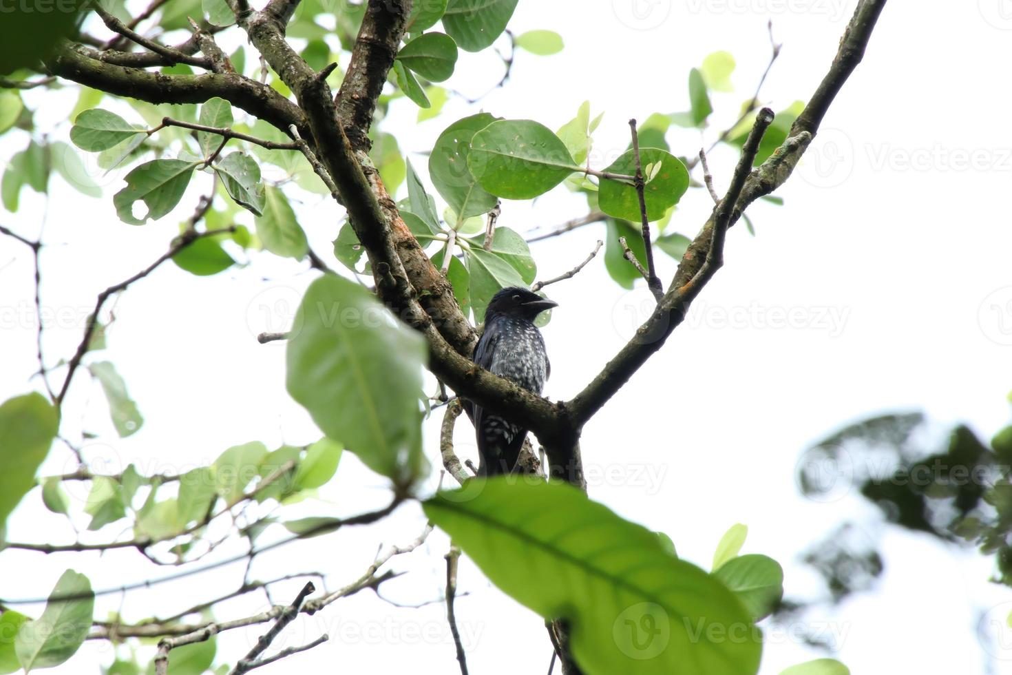 Crow Billed Drongo up on the tree tops under the sun photo