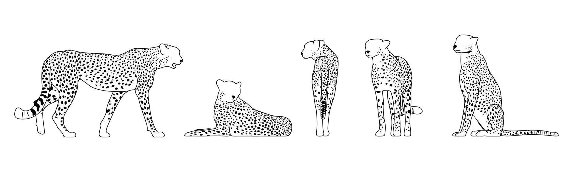 Leopard vector icon. Set of black-white leopards and black silhouettes. Vector hand-drawn design on the white background.