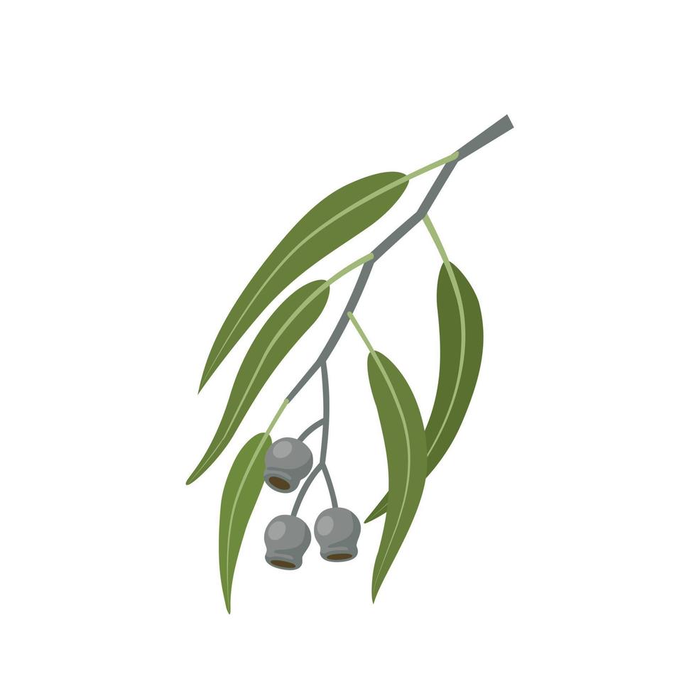 Vector illustration, Eucalyptus caesia, also called gumnuts, Gungurru or Silver Princess, isolated on white background.