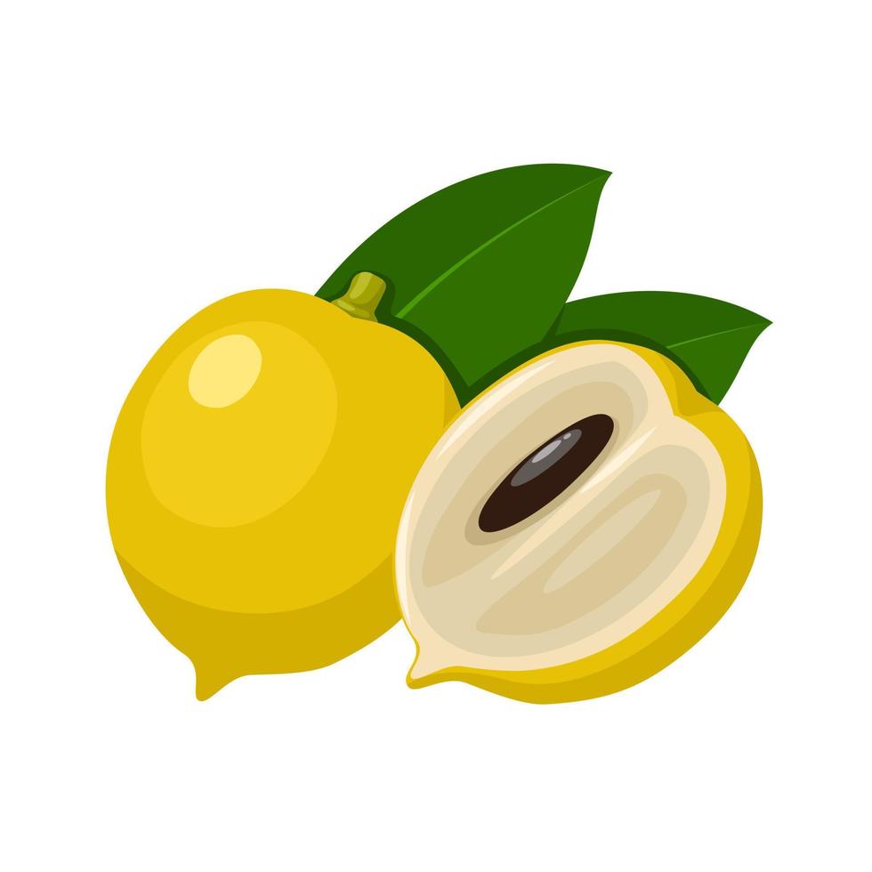 Vector illustration, abiu fruit or Pouteria caimito, isolated on white background.