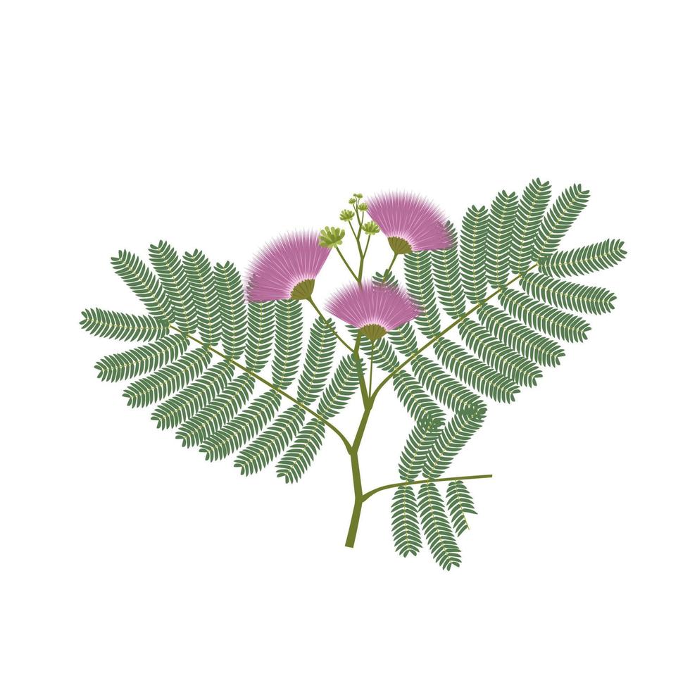 ilustración vectorial, albasia julibrissin, también llamada árbol de seda persa, árbol de seda rosa o árbol de mimosa, aislado en fondo blanco. vector