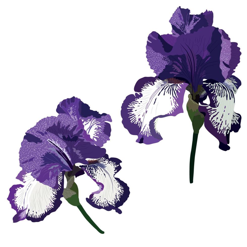 flor botánica floral de iris. flor silvestre de hoja de primavera salvaje  aislada. iris aislados 16074120 Vector en Vecteezy