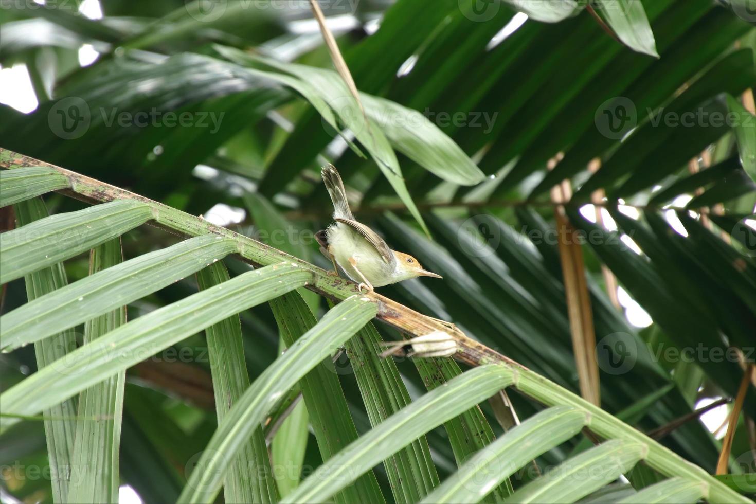 pájaro sastre ceniciento posado en una rama foto