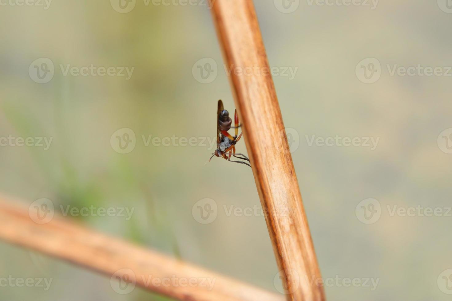 Insects living in a nature park reserve mangrove photo