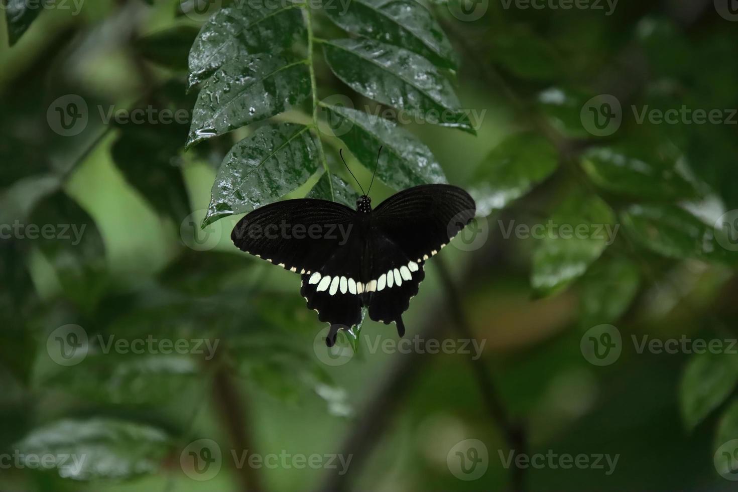 Common Mormon Swallowtail Butterfly resting on a leaf under the shade photo