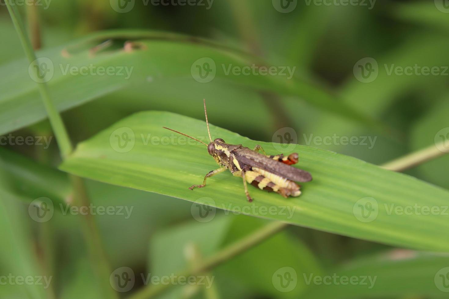 Rufous Legged Grasshopper on a leaf photo