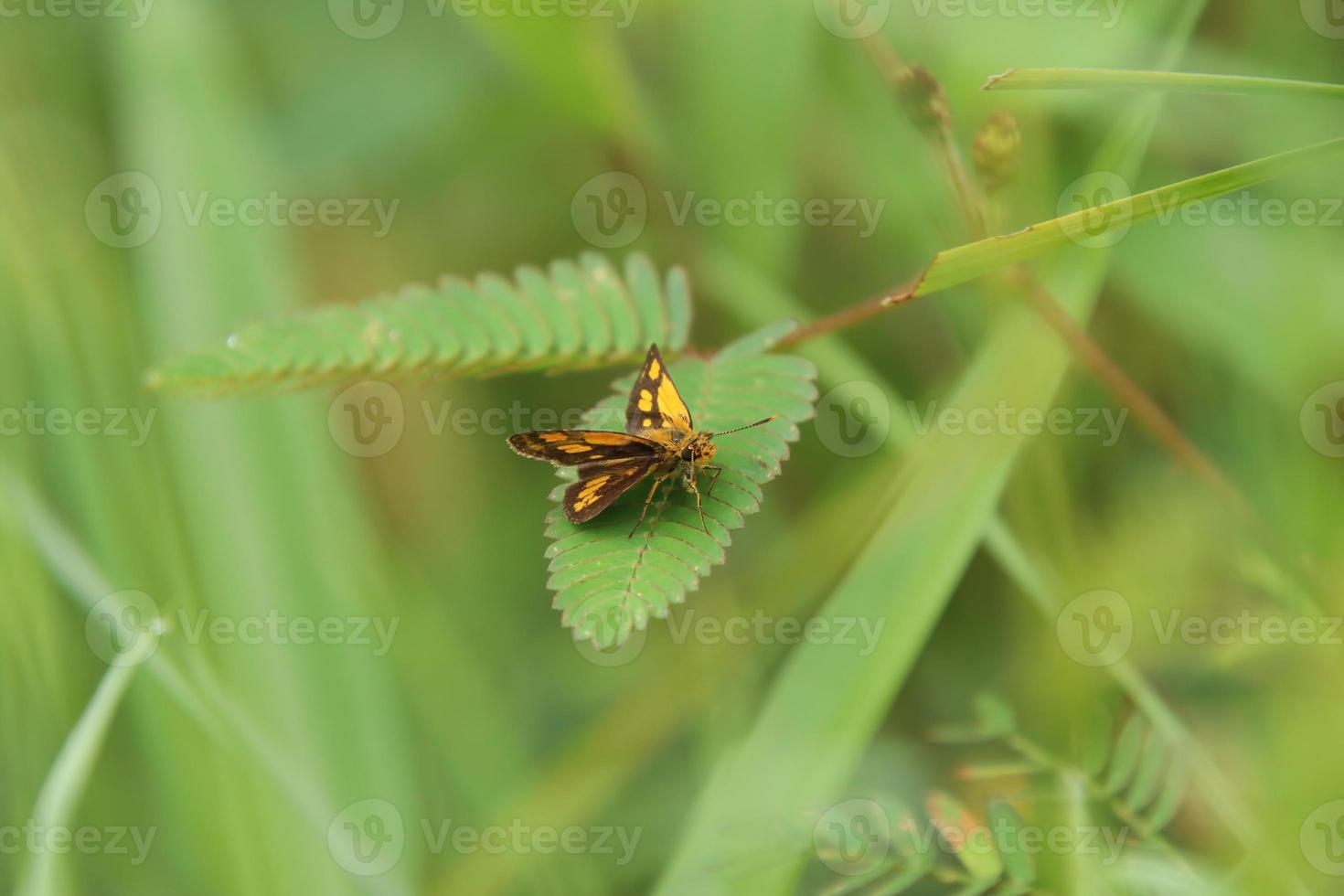 Common Bush Hopper Butterfly in a park photo