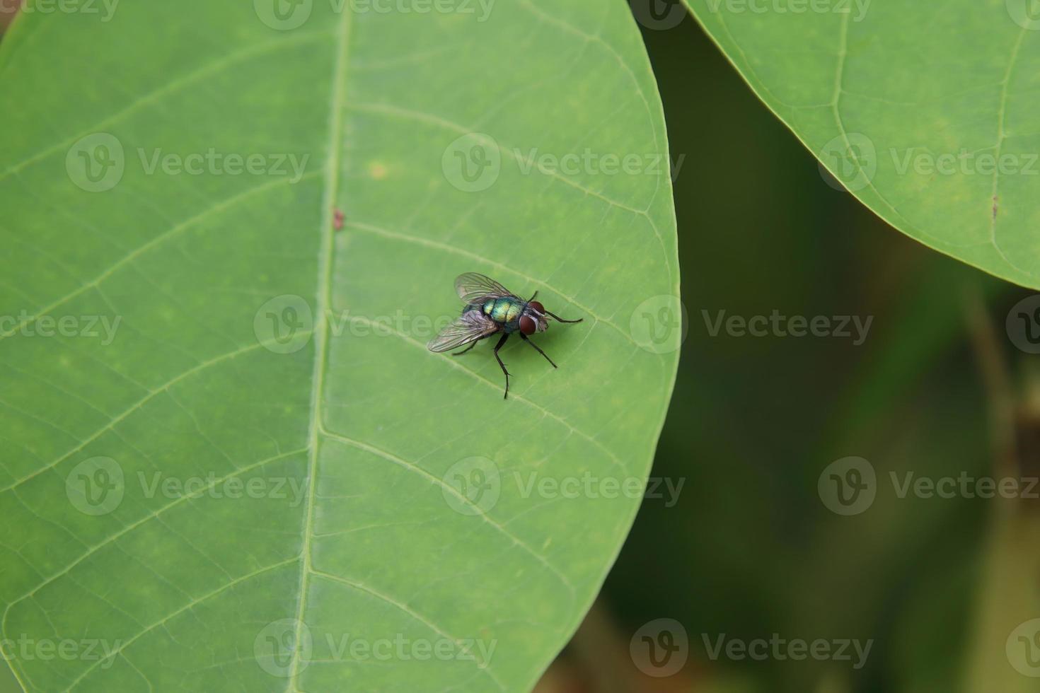 mosca de carne común en una hoja foto