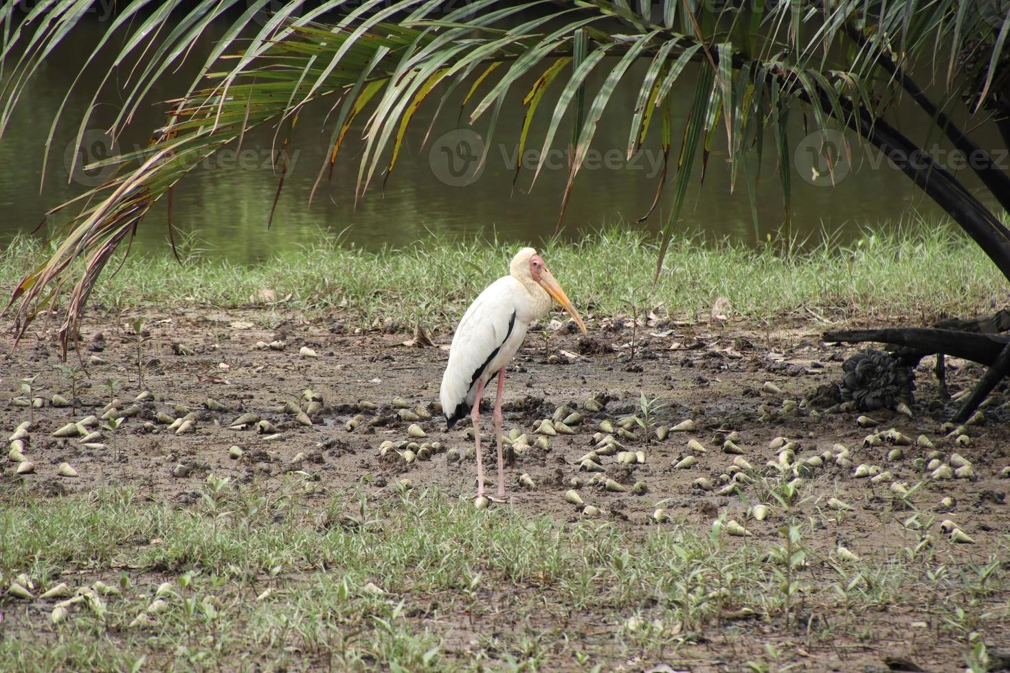 White Mycteria Storks feeding in a mangrove photo