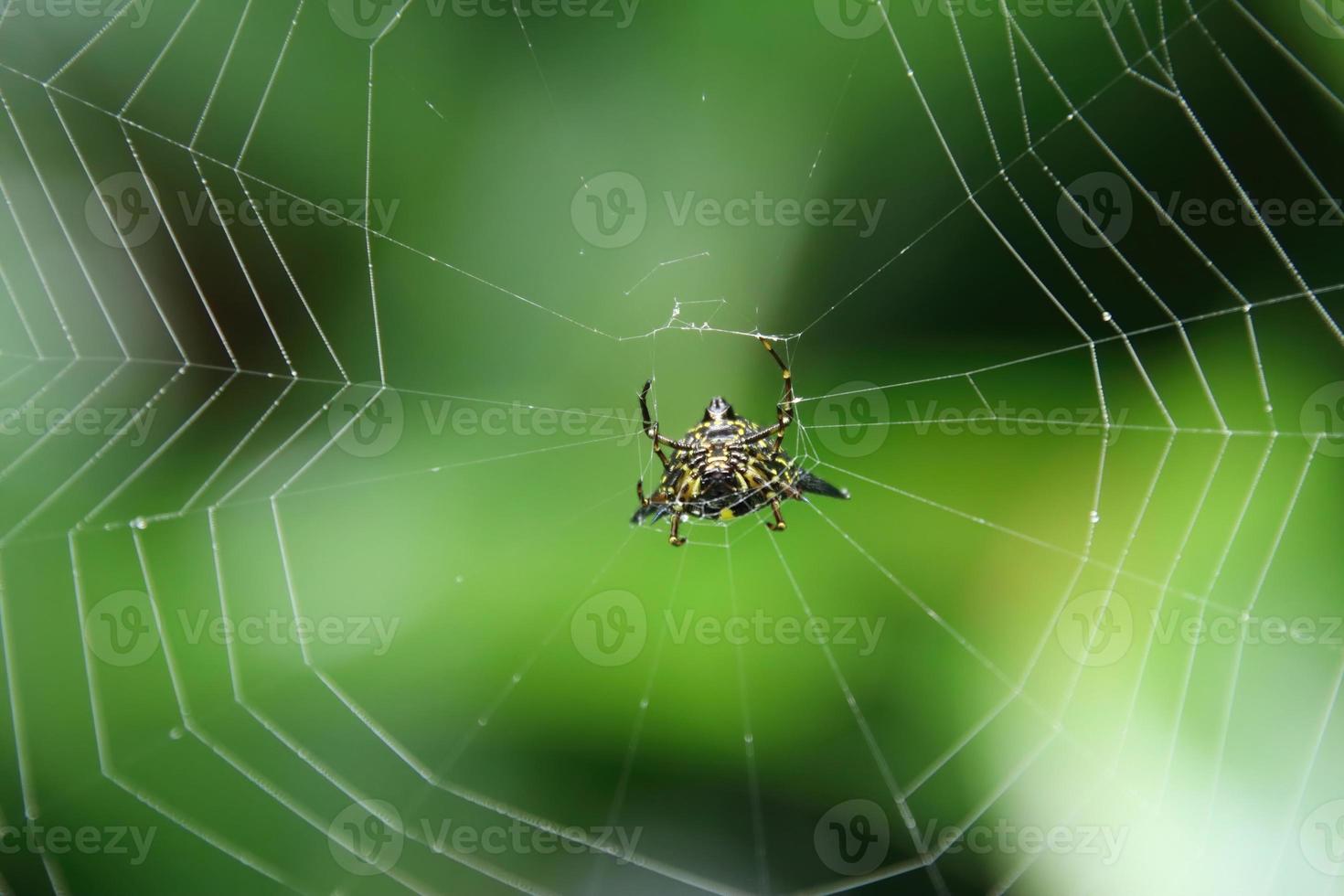 Araña espinosa de Hasselt boca abajo en una web foto