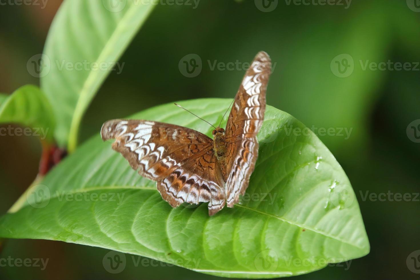 mariposa caballero tomando el sol con las alas extendidas foto