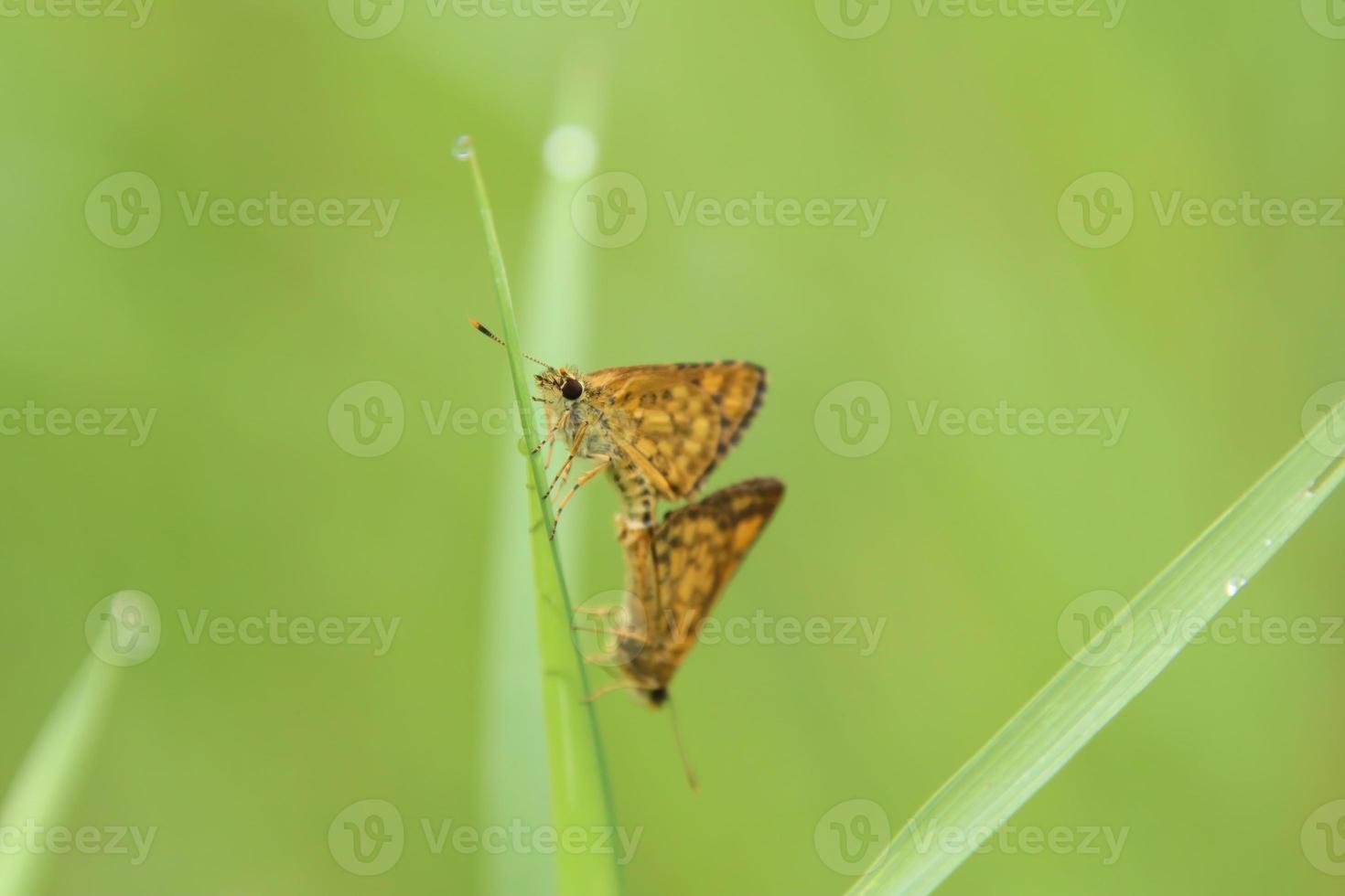 Common Bush Hopper Butterfly in a park photo