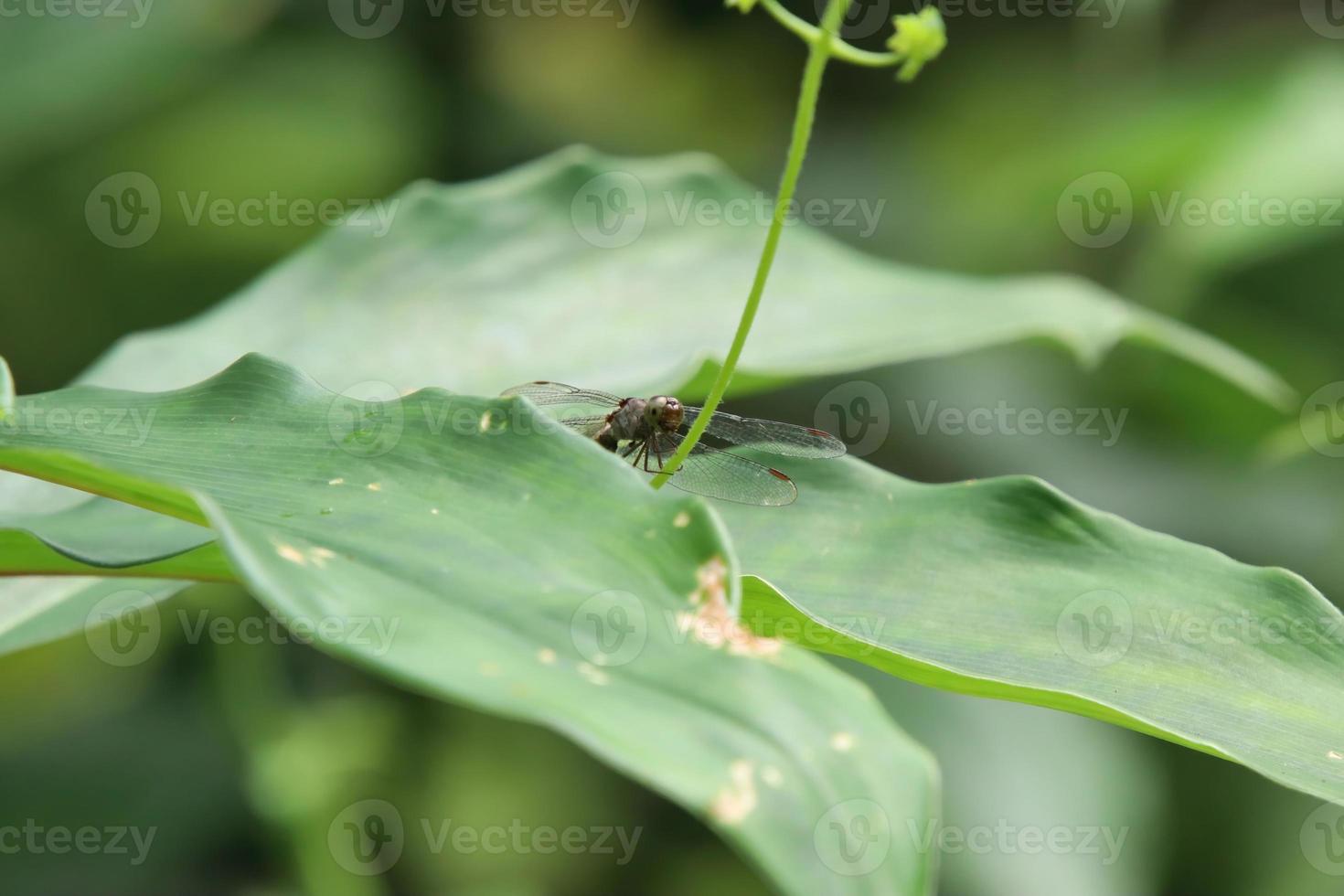 Common Parasol perching on the edge of a leaf stem photo