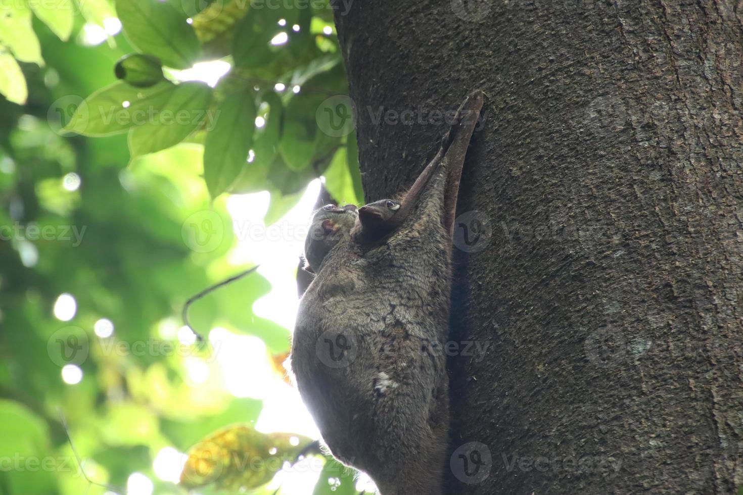 Sunda colugo in a nature reserve under the shade in a reserve photo