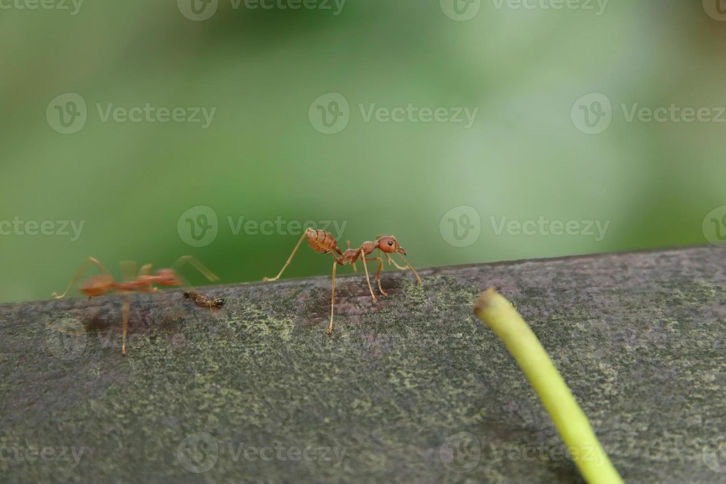 hormigas tejedoras rojas en un tablón de madera foto