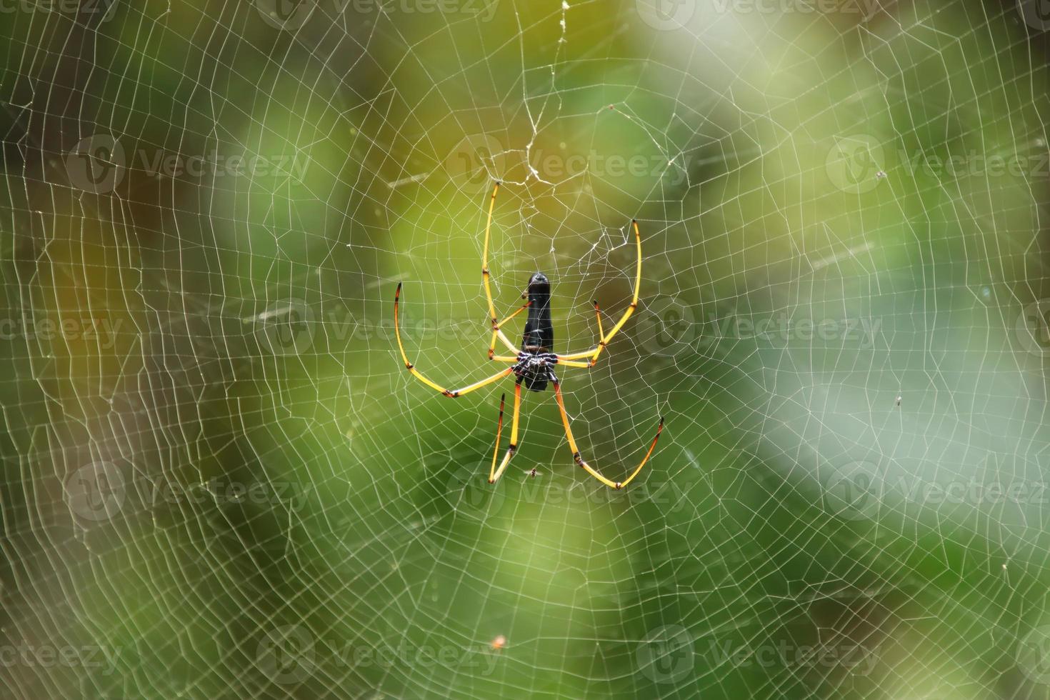 Black Golden Orbweaver Spider on its web waiting for prey photo