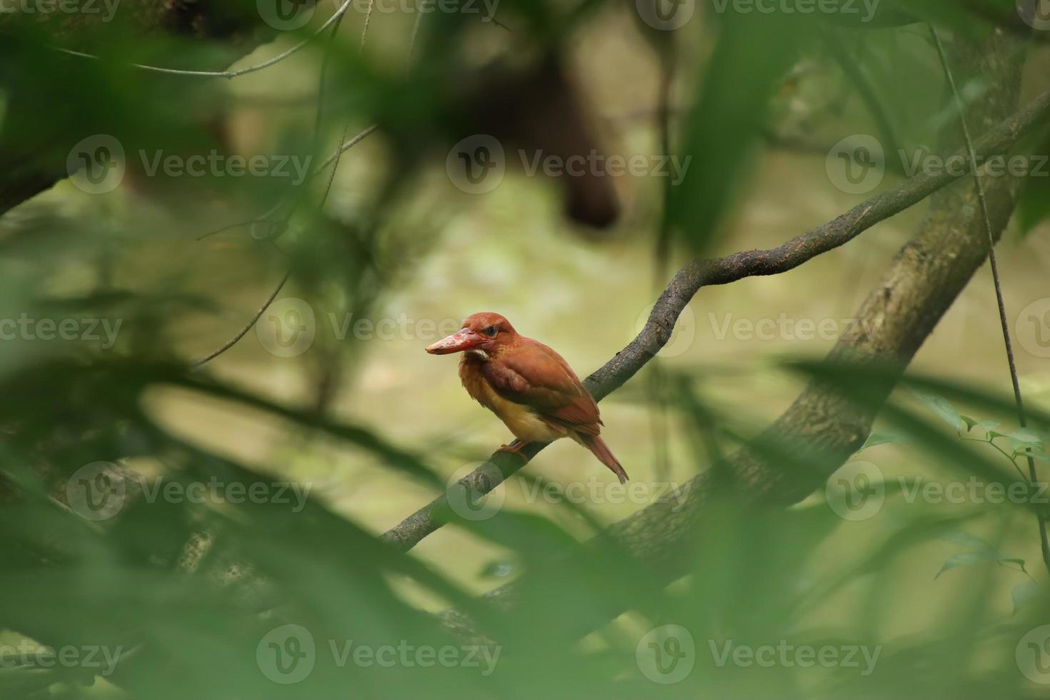 Ruddy kingfisher on a tree branch in a mangrove photo