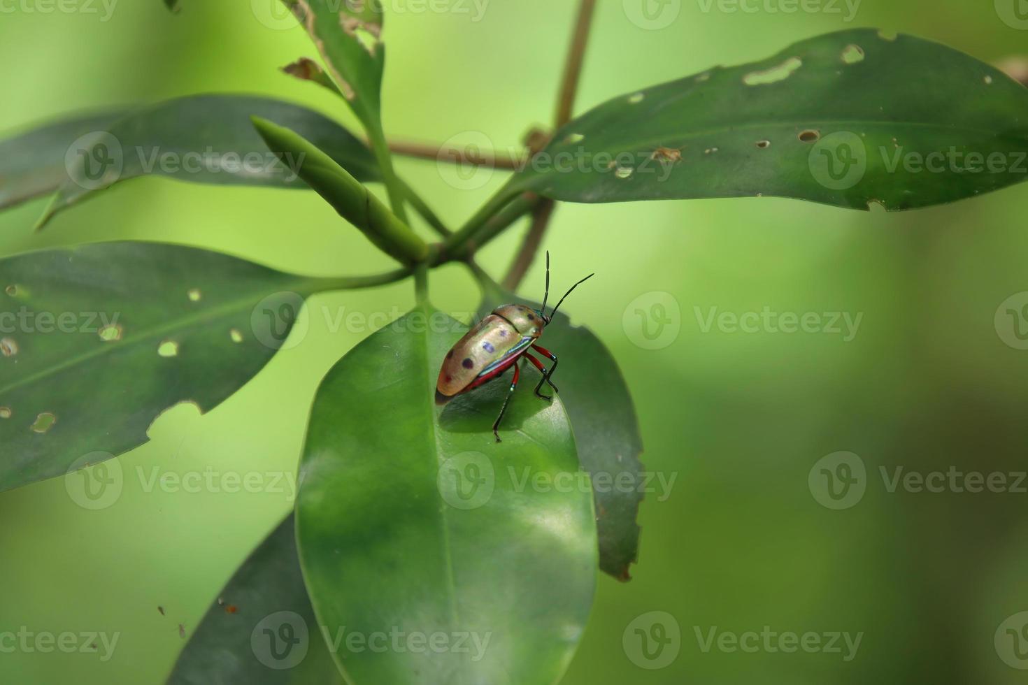 Mangrove Jewel Bug in a marsh mangrove on a leaf photo