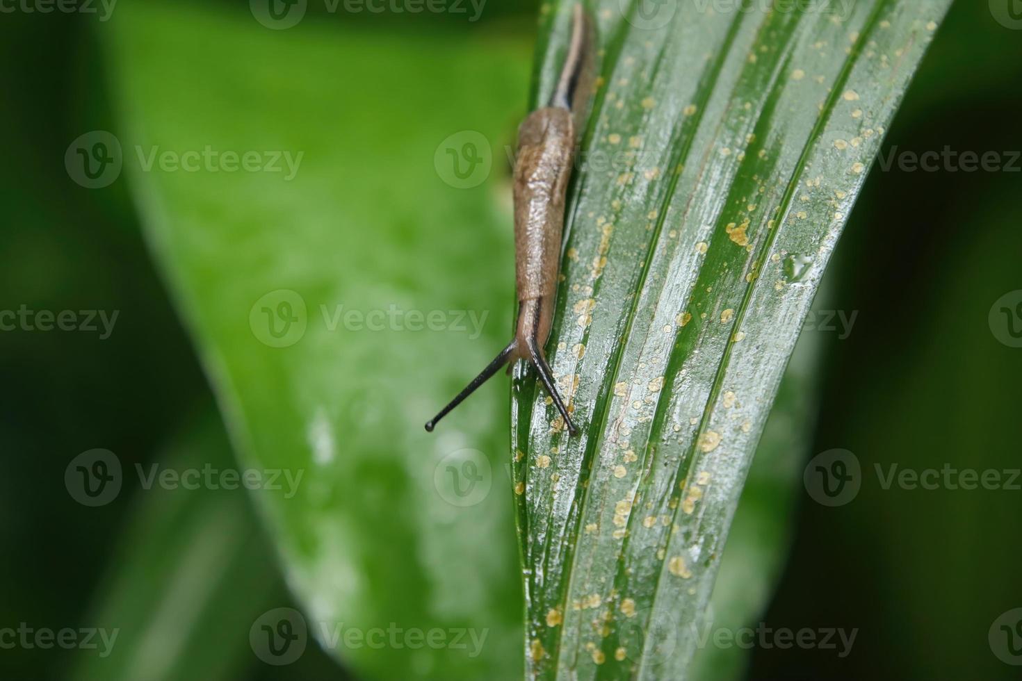 Yellow shelled semi slug feeding on a leaf photo