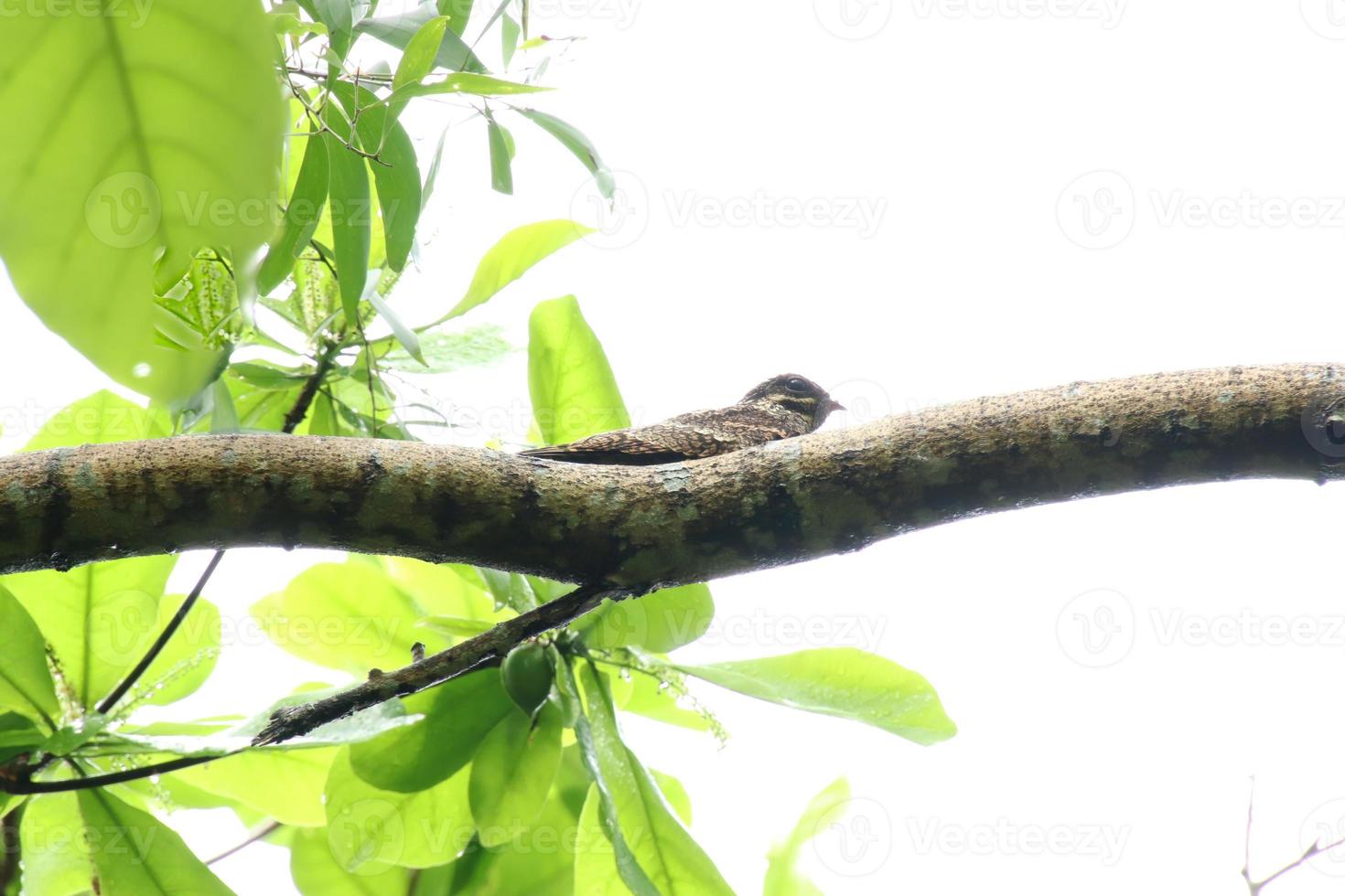 Gray Night Jar bird on the tree tops photo