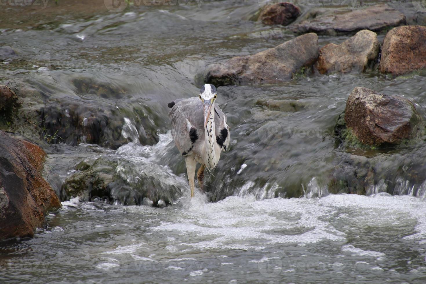 Grey Heron in a park photo