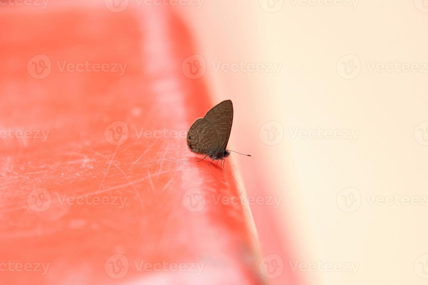 Dingy Line Blue Butterfly on a concrete pavement photo