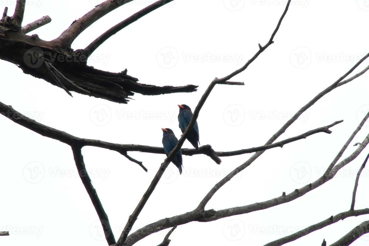 pájaro dólar oriental en un árbol bajo el cielo foto