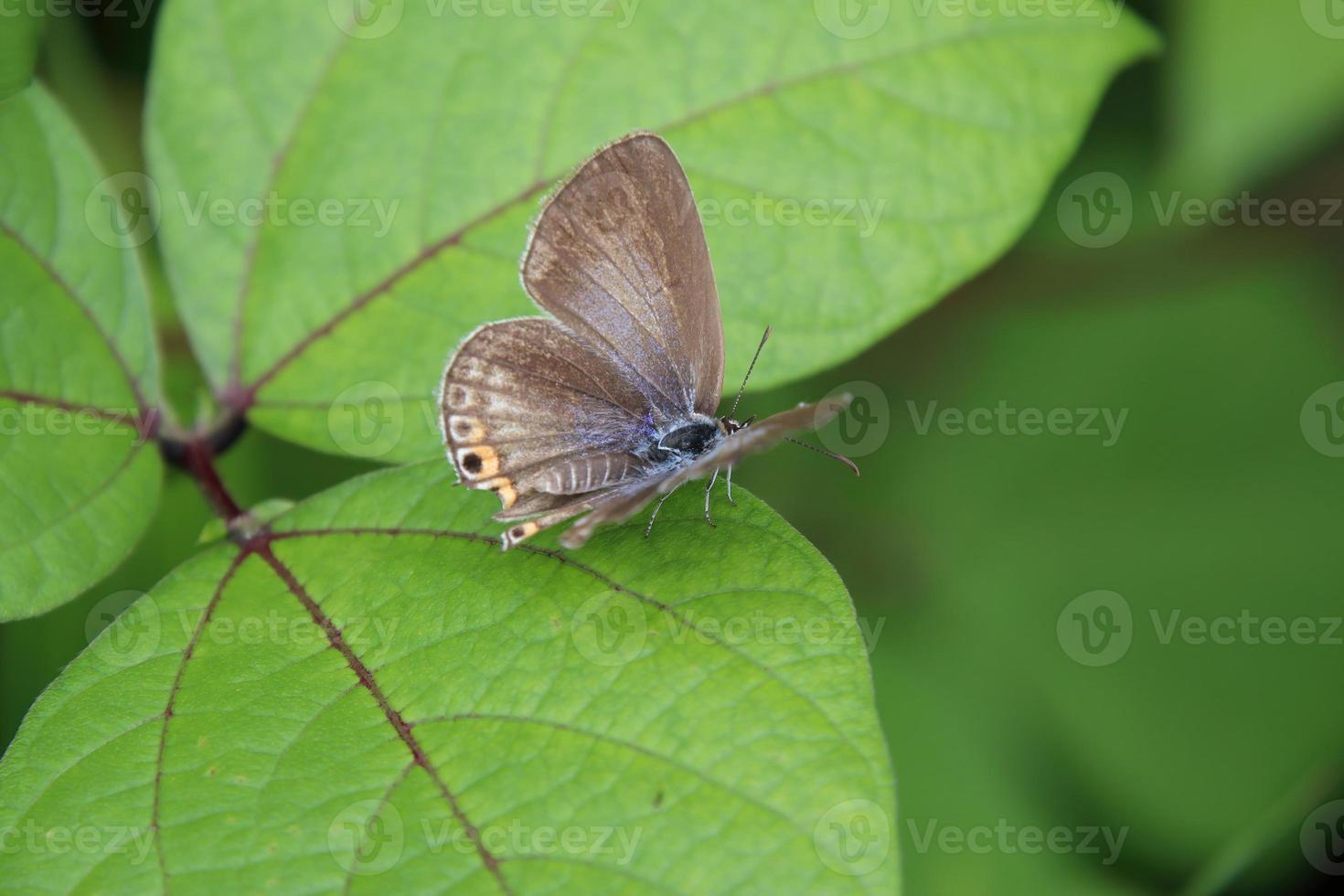 Gram Blue Butterfly on a leaf photo